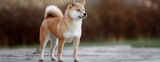 Double Coated Dog Breeds