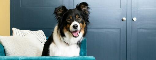 Dog sitting on blue sofa