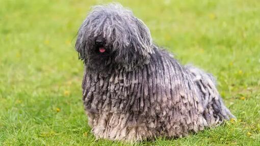 Silky sales haired dog