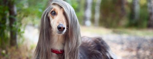 Long-Haired Dog