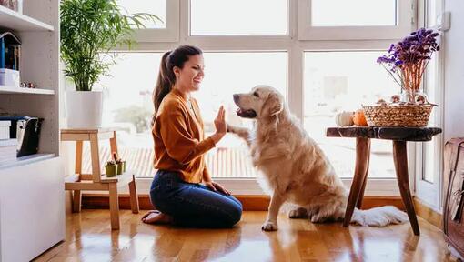 Woman doing high-five with her golden retriever
