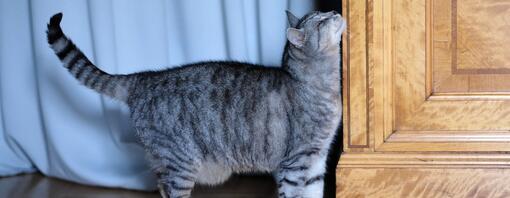 Cat looking up