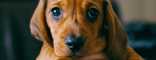 Dachshund puppy