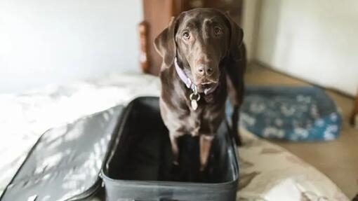 Dog standing in suitcase