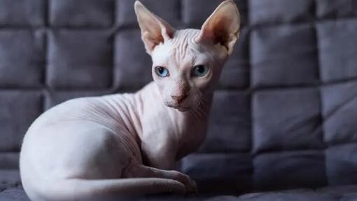 Cat with hot sale no hair breed