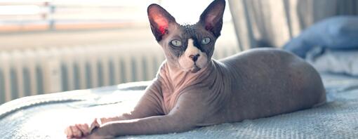 Hairless cat breed