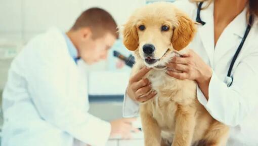 Dog health checkup