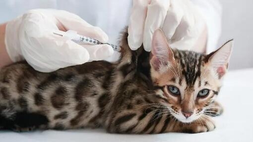 The Vet gives an injection to the kitten