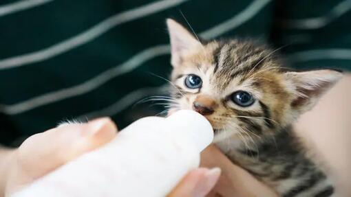 What age kittens weaned sale