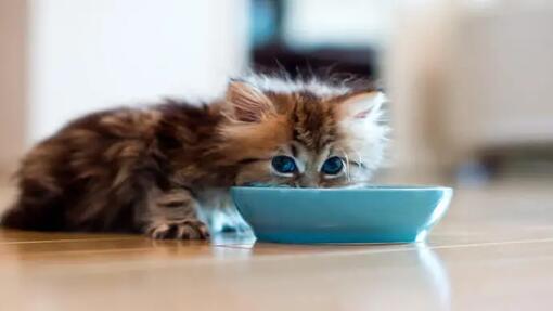 Kitten drinking milk from bowl