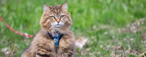 Leash training cat