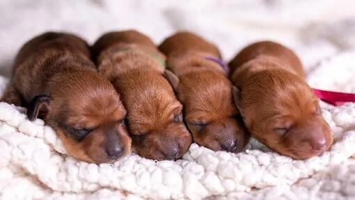 Four puppies sleeping