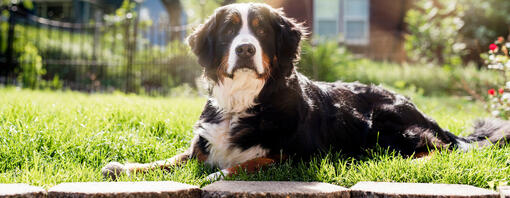 Regal bernese mountain dog sits in the sun