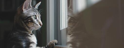 Cat looking out window