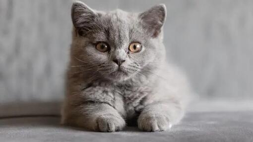 british shorthair purina