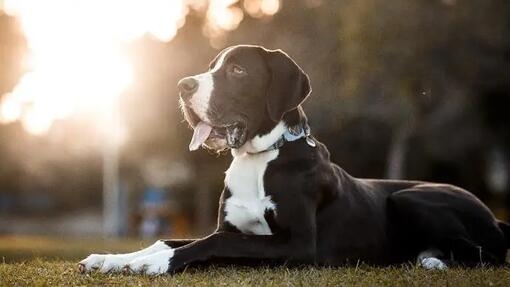 Best short hair store dogs