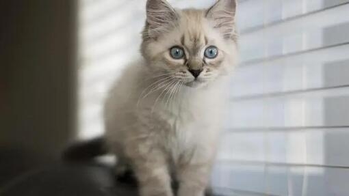 White cat with raccoon hot sale tail