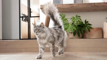 purina one maine coon