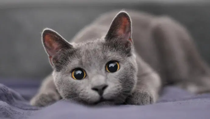 Cute little Grey Kitty