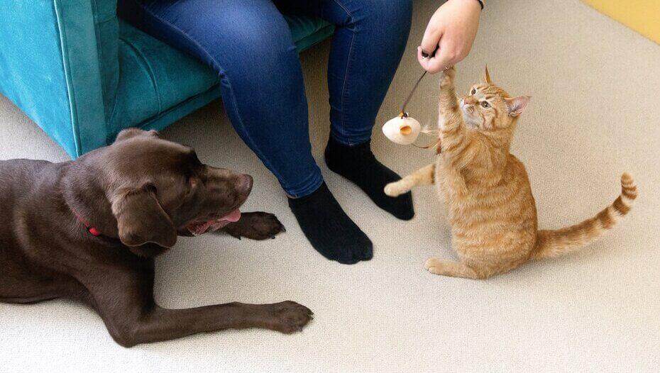 Chocolate Labrador and light furred cat playing indoors. Chocolate Labrador and light furred cat playing indoors.