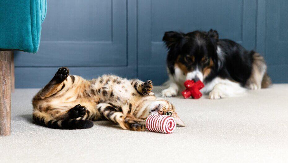 9 Creative Cat and Dog Enrichment Ideas1 Kitten and dog playing