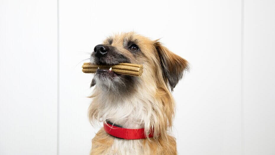 Brown dog sitting with a Dentalife stick in it's mouth Brown dog sitting with a Dentalife stick in it's mouth