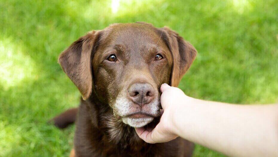 what does an overbite look like on a dog