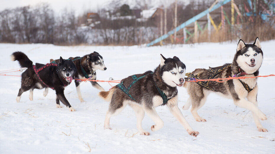 Famous Dogs throughout History1 Alaskan Husky
