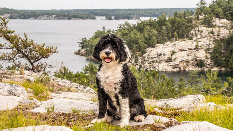 Famous Dogs throughout History2 Dog in the mountains