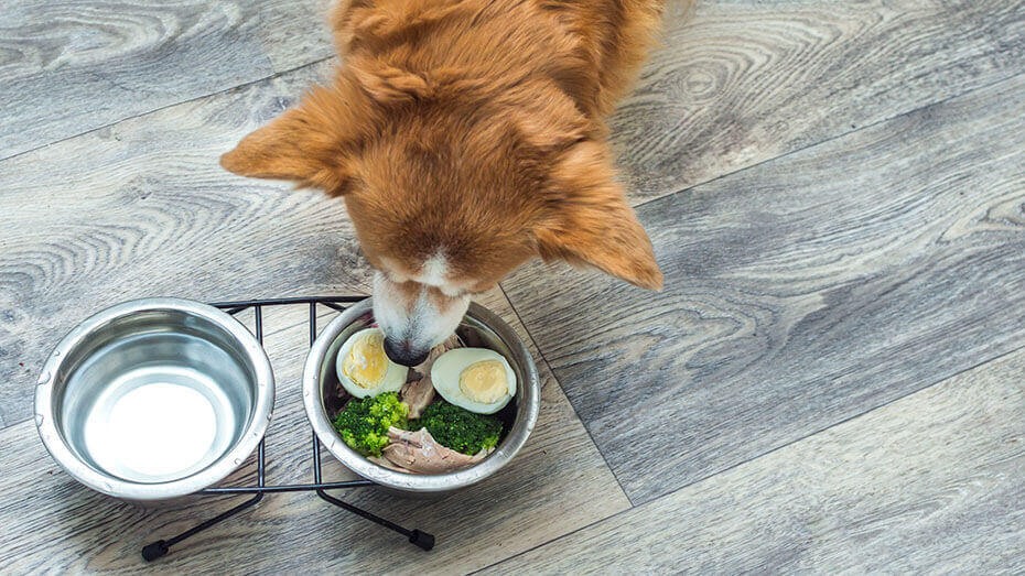 Can Dogs Eat Eggs Brown dog eating eggs and raw meat.
