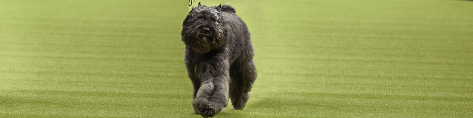 Westminster dog store show herding group