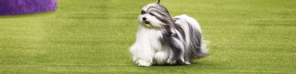 Toy breed deals westminster dog show