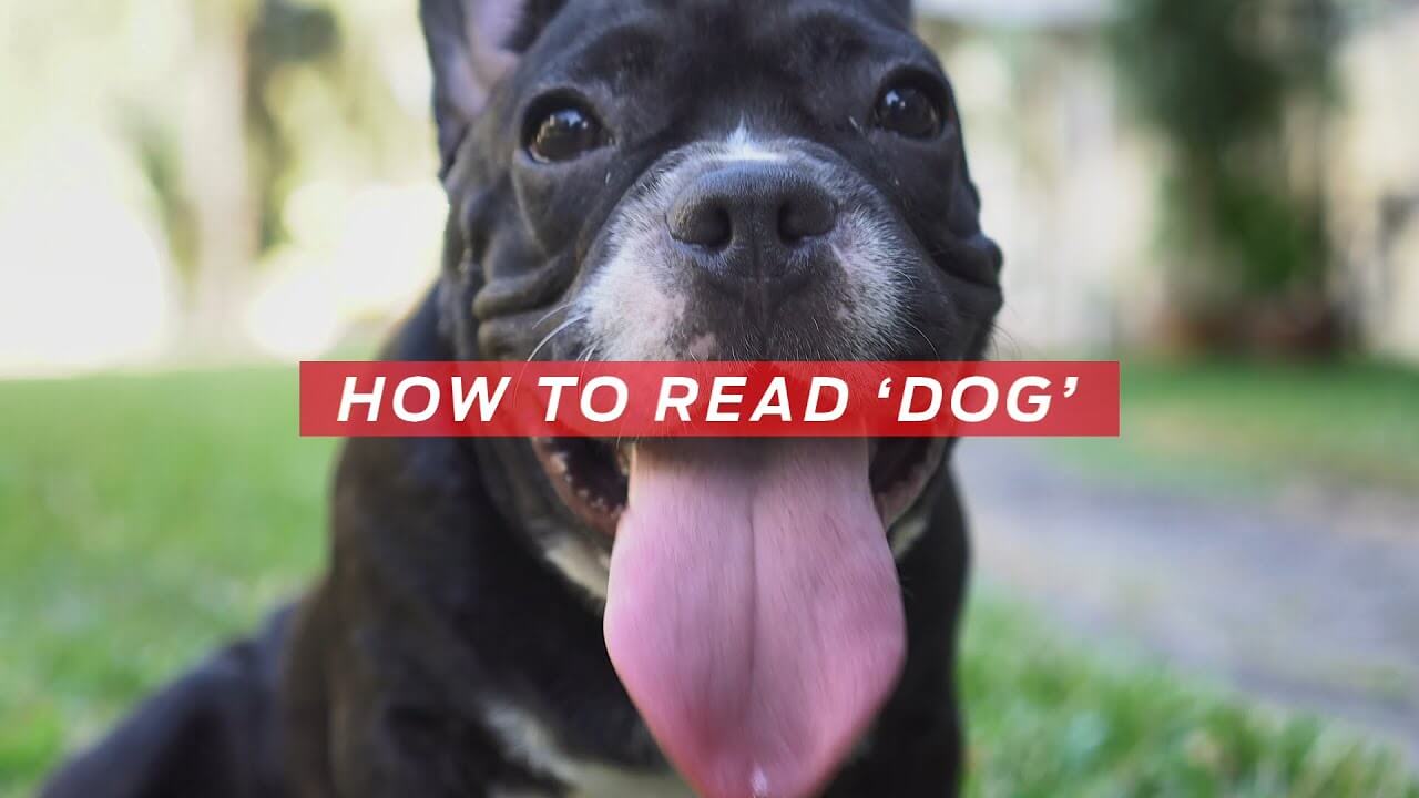 How to read 'dog'