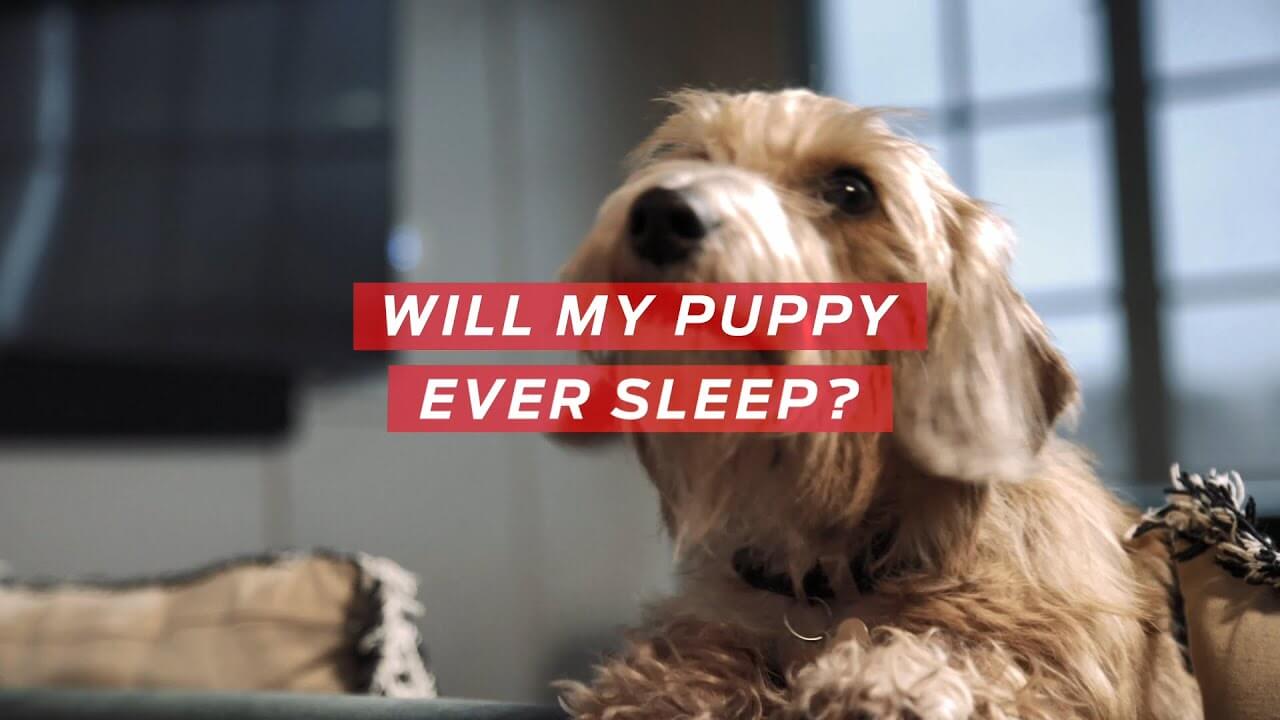 Will my puppy ever sleep?